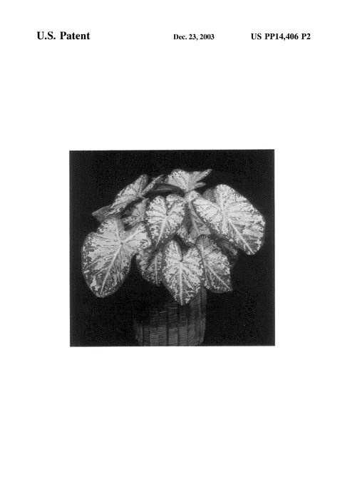 Figure 3 of US plant patent PP14406, the photograph of Florida Blizzard printed in the patent.