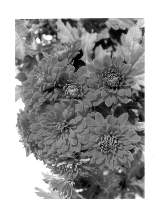 Figure 1 of US plant patent PP14407, the photograph of Gedi Two Ran printed in the patent.