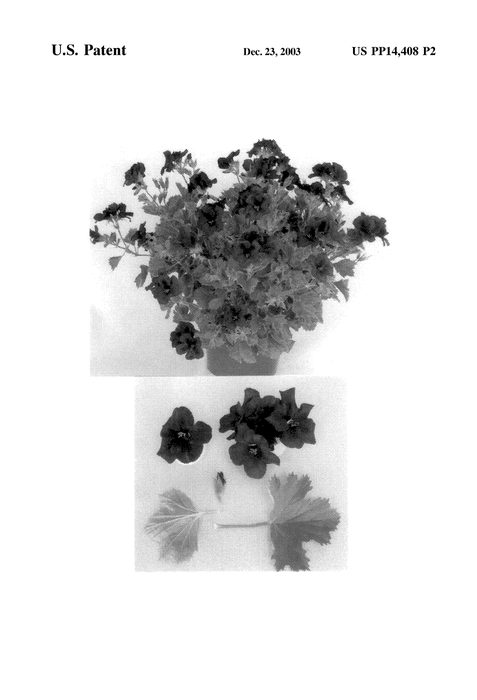 Figure 3 of US plant patent PP14408, the photograph of FN Chocolate printed in the patent.
