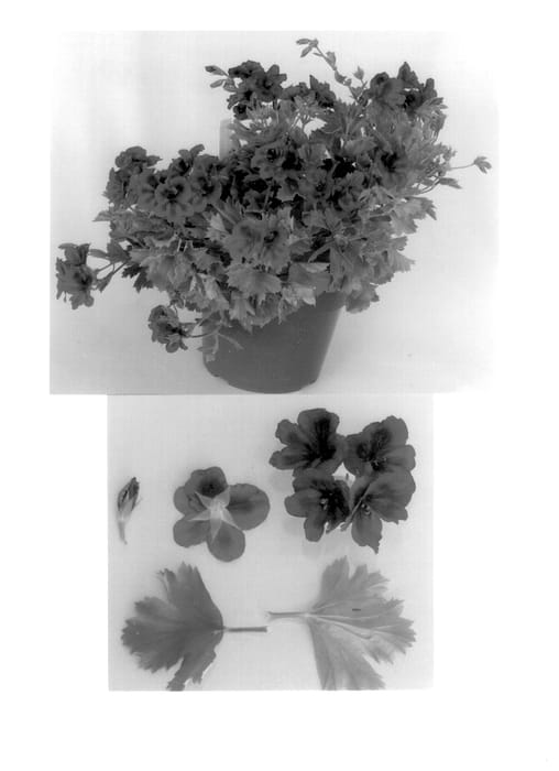 Figure 1 of US plant patent PP14409, the photograph of FN Red printed in the patent.