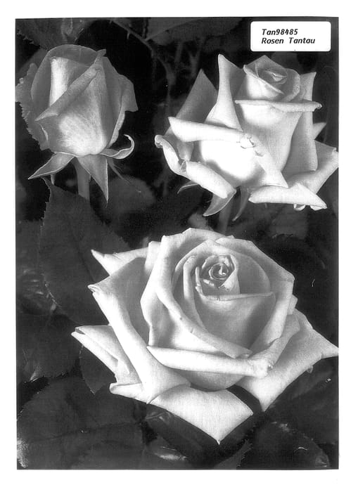 Figure 1 of US plant patent PP14410, the photograph of TAN98485 printed in the patent.