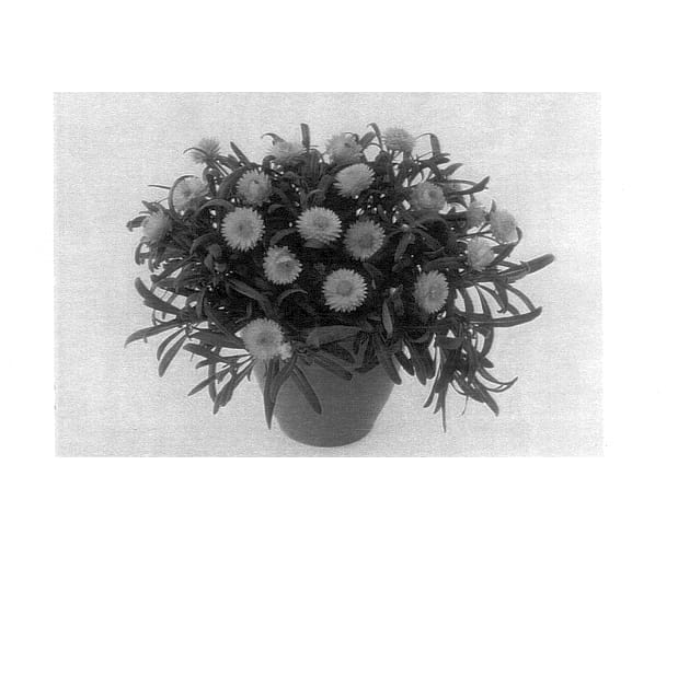 Figure 1 of US plant patent PP14411, the photograph of Sun Yellow Bon Bon printed in the patent.