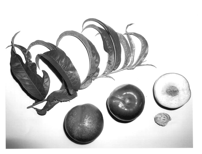 Figure 1 of US plant patent PP14412, the photograph of Burnecttwelve printed in the patent.