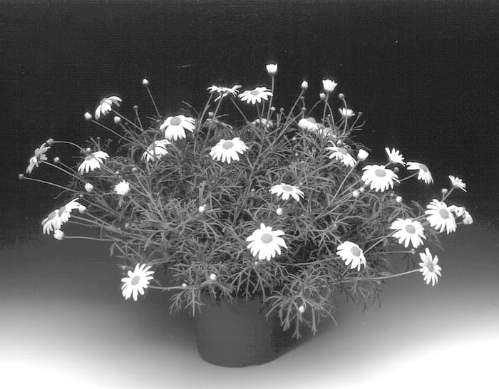 Figure 1 of US plant patent PP14413, the photograph of Argyrantis printed in the patent.