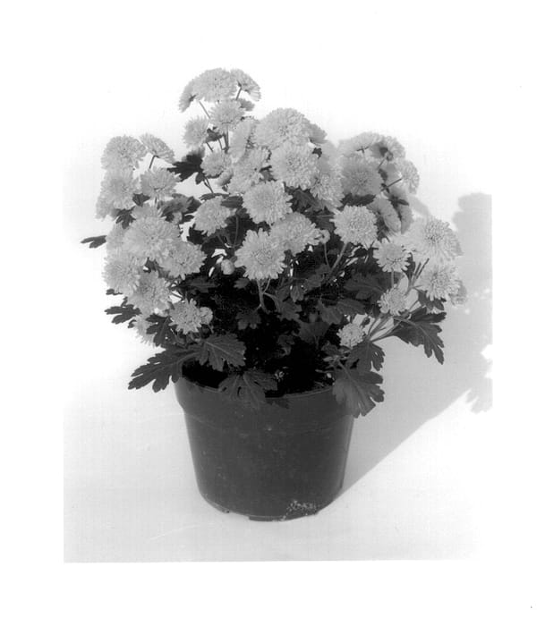 Figure 1 of US plant patent PP14414, the photograph of Gedi Two Ylnov printed in the patent.