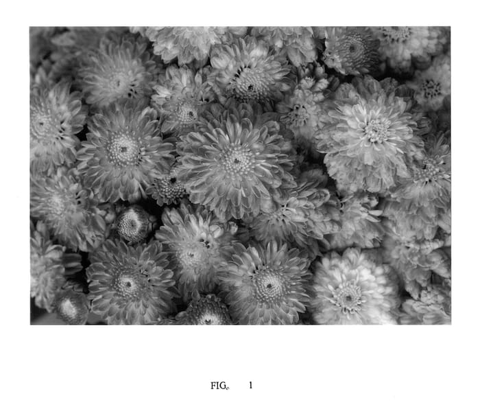 Figure 1 of US plant patent PP14415, the photograph of Moza Can 01 printed in the patent.