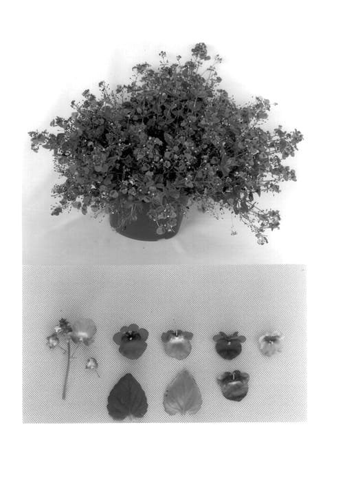 Figure 1 of US plant patent PP14416, the photograph of Redwsm printed in the patent.