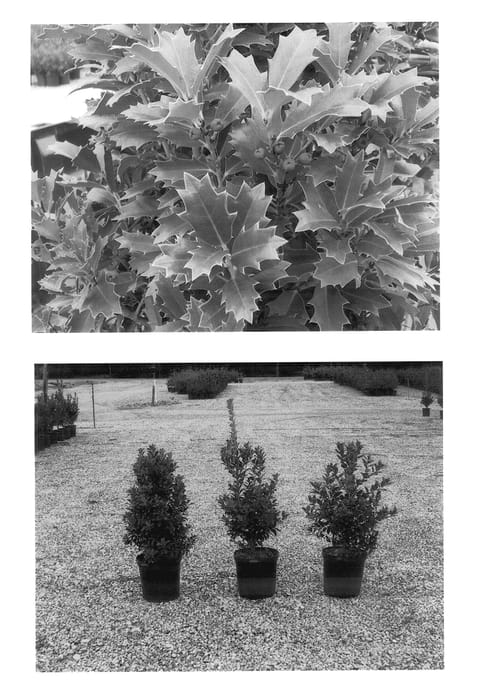 Figure 1 of US plant patent PP14417, the photograph of Magland printed in the patent.