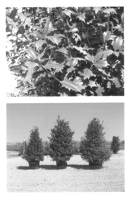 Figure 1 of US plant patent PP14418, the photograph of Magiana printed in the patent.