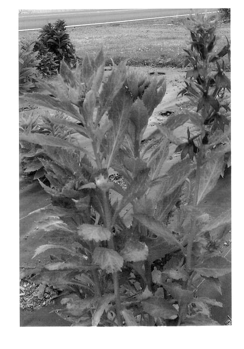 Figure 1 of US plant patent PP14419, the photograph of Cranberry Crush printed in the patent.