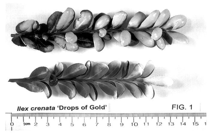Figure 1 of US plant patent PP14420, the photograph of Drops of Gold printed in the patent.