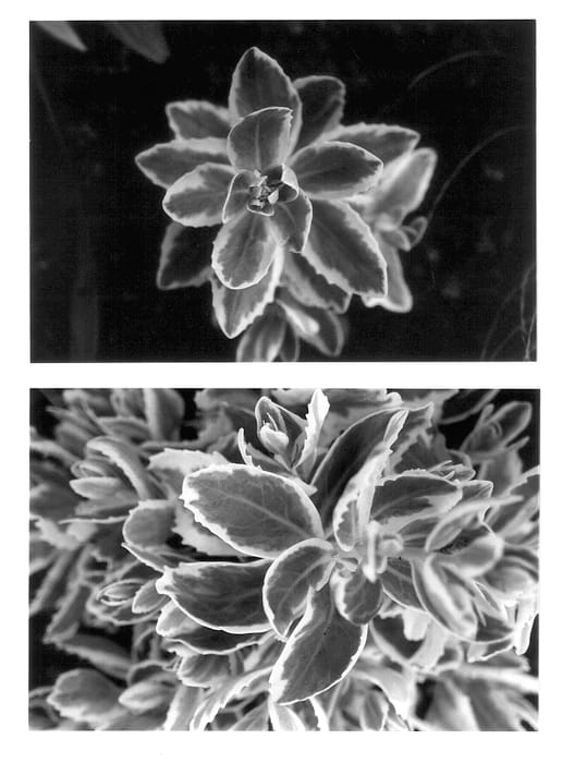 Figure 1 of US plant patent PP14421, the photograph of Lajos printed in the patent.