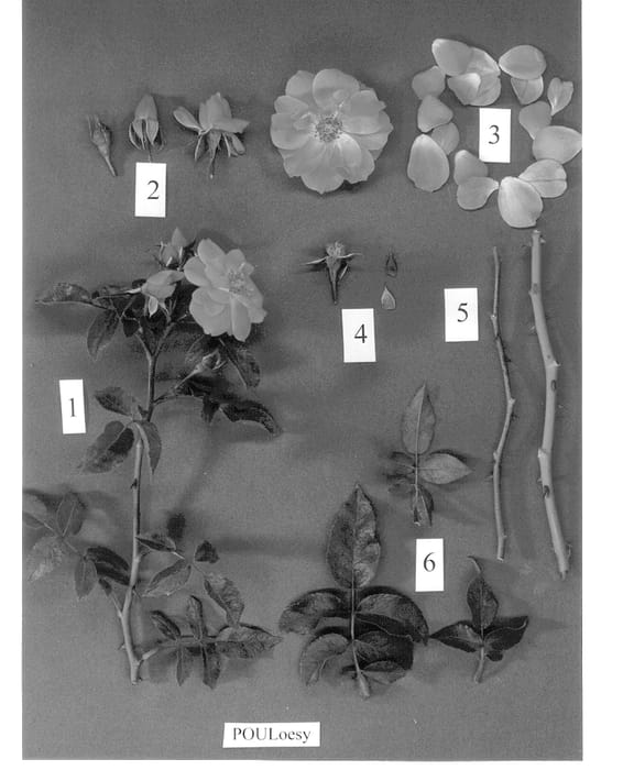 Figure 1 of US plant patent PP14422, the photograph of POULoesy printed in the patent.