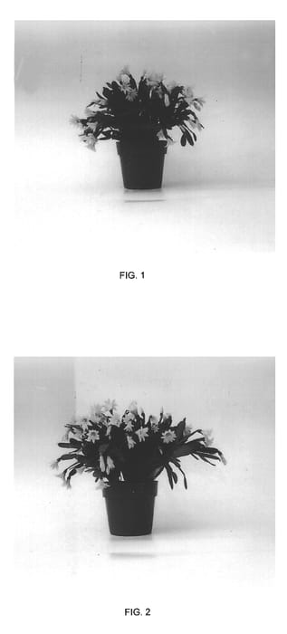 Figure 1 of US plant patent PP14423, the photograph of Lauren printed in the patent.