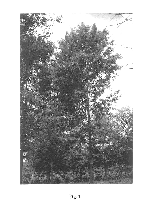 Figure 1 of US plant patent PP14424, the photograph of QSFTC printed in the patent.