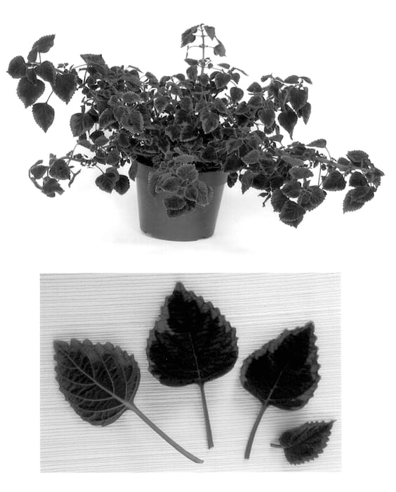 Figure 1 of US plant patent PP14425, the photograph of Plum Good printed in the patent.
