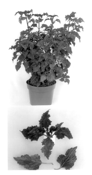 Figure 1 of US plant patent PP14426, the photograph of Molten Lava printed in the patent.
