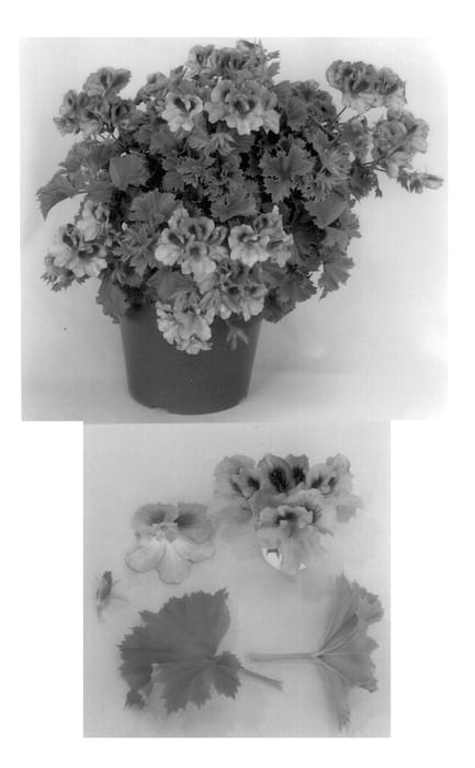 Figure 1 of US plant patent PP14427, the photograph of FN Deep Lilac printed in the patent.