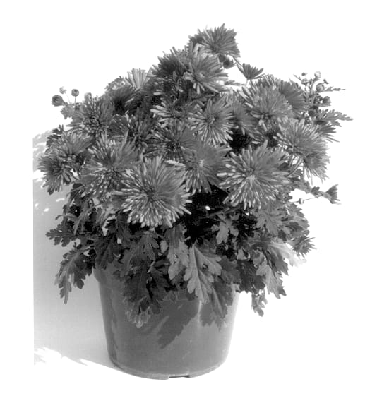 Figure 1 of US plant patent PP14428, the photograph of Gedi Two Cas printed in the patent.