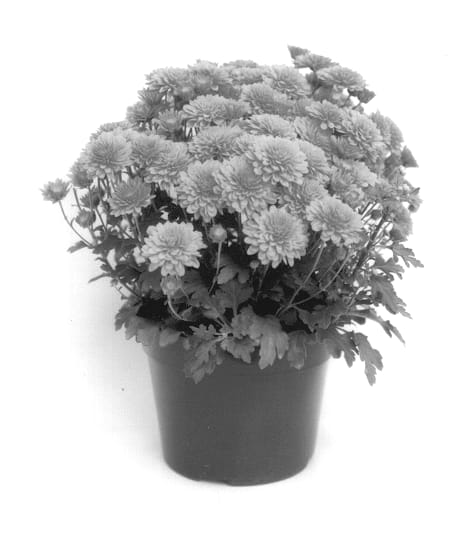Figure 1 of US plant patent PP14429, the photograph of Gedi Two Luc printed in the patent.