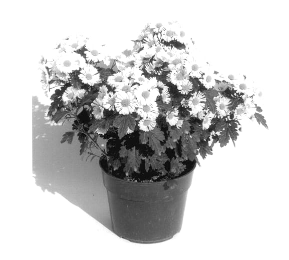 Figure 1 of US plant patent PP14430, the photograph of Gedi Two Pin printed in the patent.