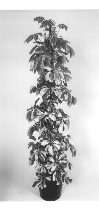 Figure 1 of US plant patent PP14431, the photograph of Dazzle printed in the patent.