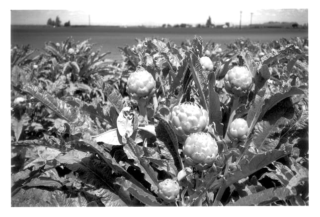 Figure 1 of US plant patent PP14432, the photograph of PS-IG0060 printed in the patent.