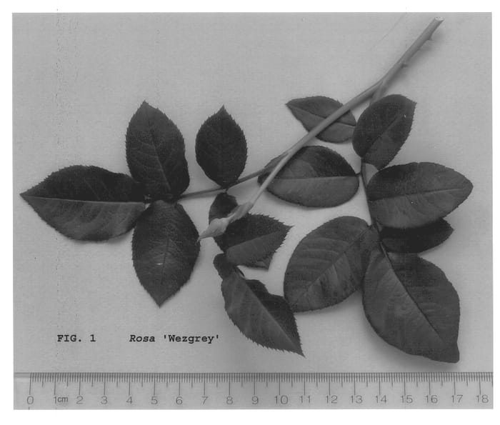 Figure 1 of US plant patent PP14433, the photograph of Wezgrey printed in the patent.