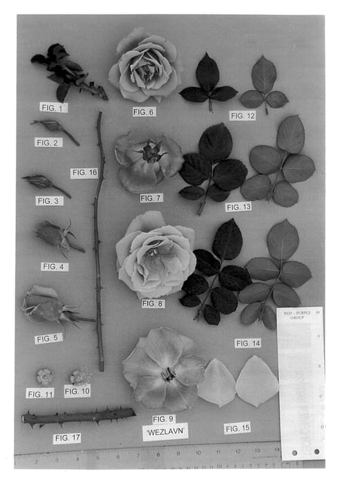 Figure 1 of US plant patent PP14434, the photograph of Wezlavn printed in the patent.