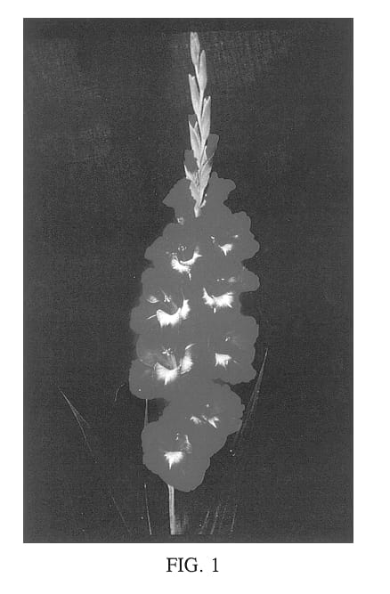 Figure 1 of US plant patent PP14435, the photograph of Palampur Princess printed in the patent.