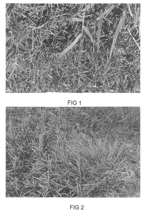 Figure 1 of US plant patent PP14436, the photograph of Macho World Feeder printed in the patent.