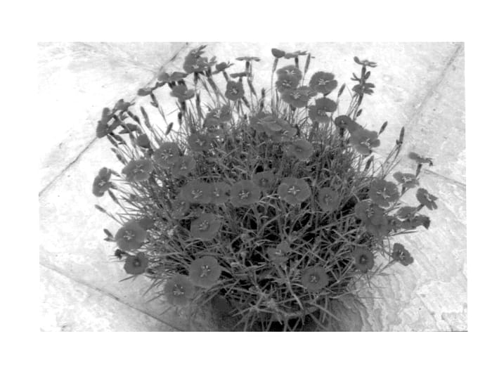 Figure 1 of US plant patent PP14437, the photograph of Red Dwarf printed in the patent.