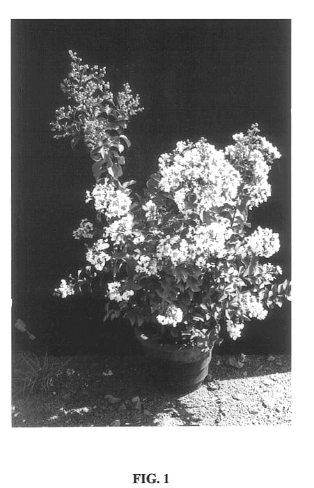Figure 1 of US plant patent PP14438, the photograph of Whit VI printed in the patent.