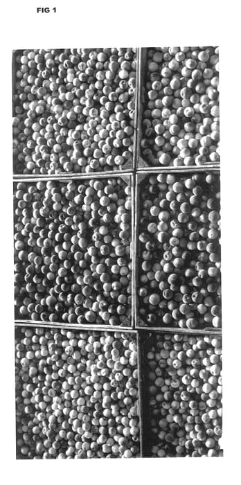 Figure 1 of US plant patent PP14439, the photograph of FA 42 printed in the patent.