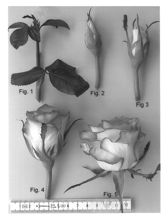 Figure 1 of US plant patent PP14440, the photograph of KORolesola printed in the patent.