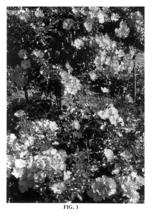 Figure 1 of US plant patent PP14441, the photograph of Noala printed in the patent.