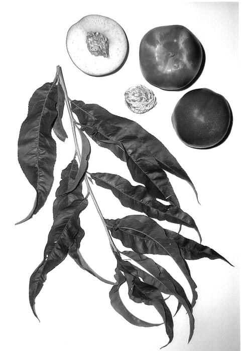 Figure 1 of US plant patent PP14442, the photograph of Burnectten printed in the patent.