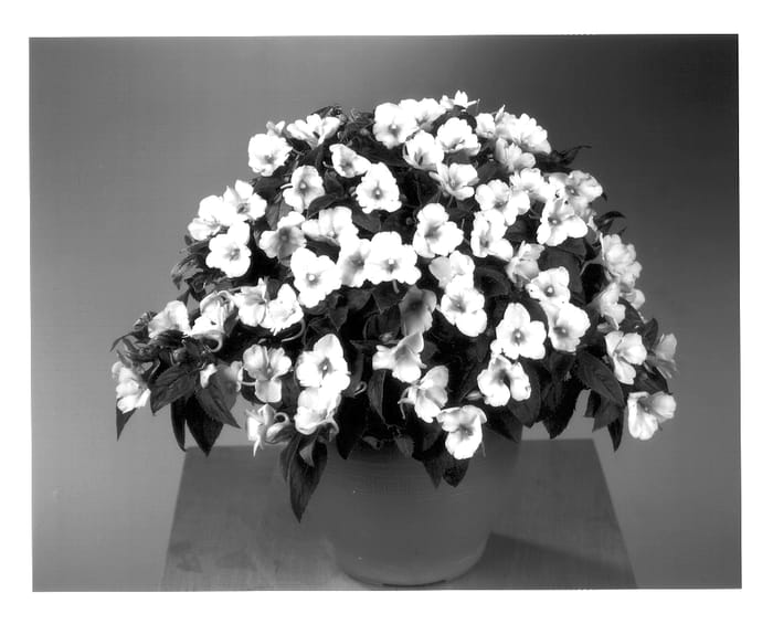 Figure 1 of US plant patent PP14443, the photograph of Fisvision printed in the patent.