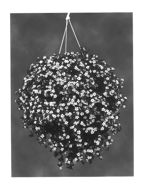 Figure 1 of US plant patent PP14444, the photograph of Wesbawei printed in the patent.