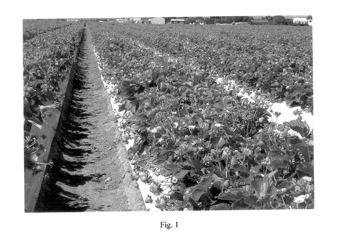 Figure 1 of US plant patent PP14445, the photograph of PS-3395 printed in the patent.