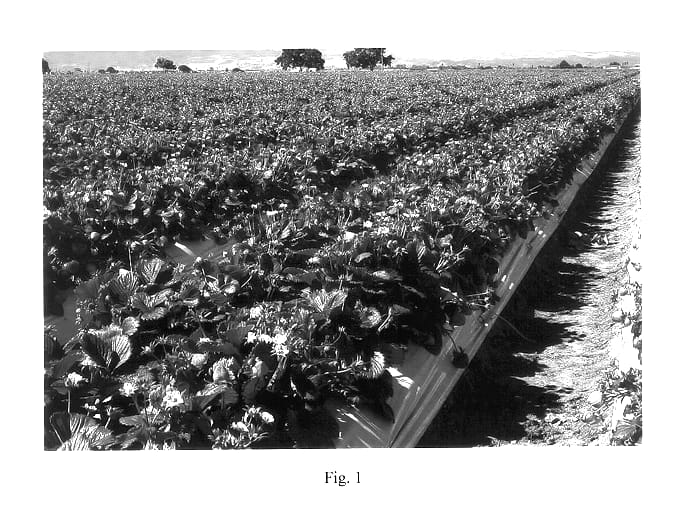 Figure 1 of US plant patent PP14446, the photograph of PS-3546 printed in the patent.