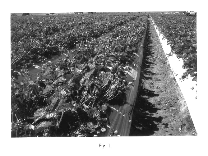 Figure 1 of US plant patent PP14447, the photograph of PS-3523 printed in the patent.
