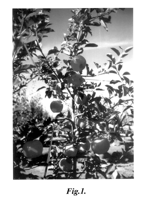 Figure 1 of US plant patent PP14448, the photograph of Smith Gala printed in the patent.