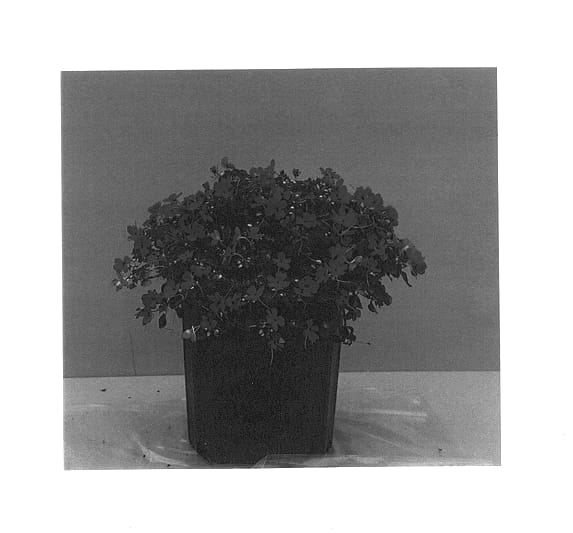 Figure 1 of US plant patent PP14449, the photograph of Balpixred printed in the patent.