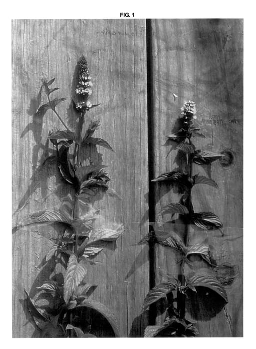 Figure 1 of US plant patent PP14450, the photograph of Clackamas printed in the patent.