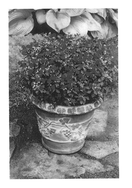 Figure 1 of US plant patent PP14451, the photograph of Balpixbros printed in the patent.
