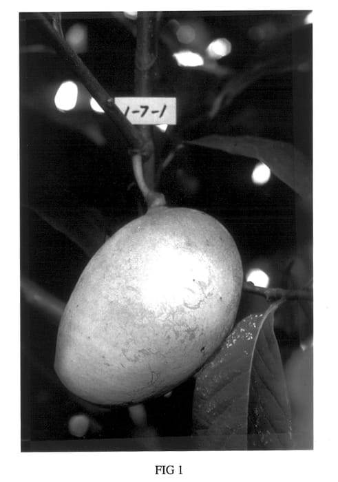 Figure 1 of US plant patent PP14452, the photograph of Wansevwan printed in the patent.