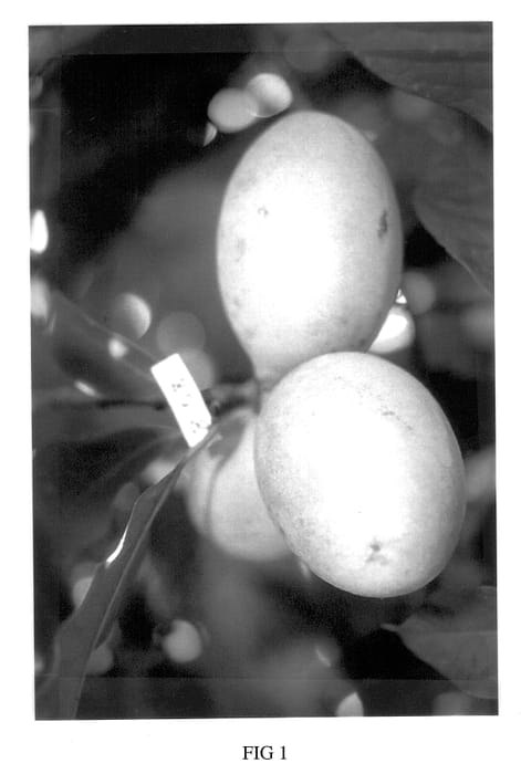 Figure 1 of US plant patent PP14453, the photograph of Aidfievate printed in the patent.