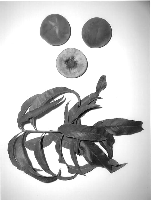 Figure 1 of US plant patent PP14454, the photograph of Burpeachfifteen printed in the patent.