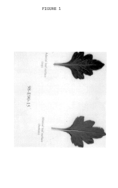 Figure 1 of US plant patent PP14455, the photograph of MN98-E90-15 printed in the patent.